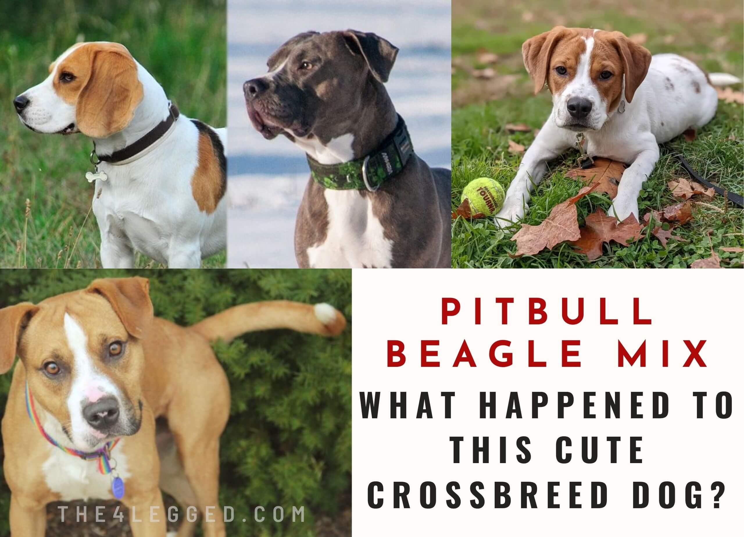 Pitbull Beagle mix black and white