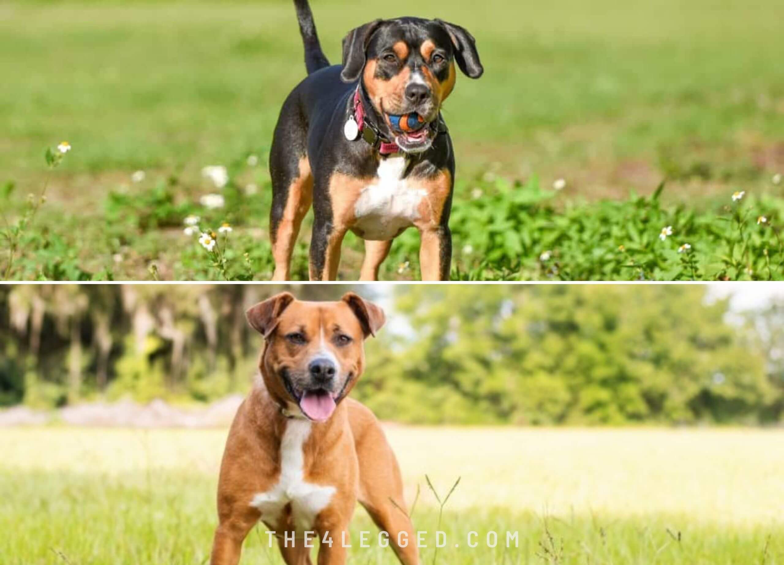 Pitbull and Beagle Mix