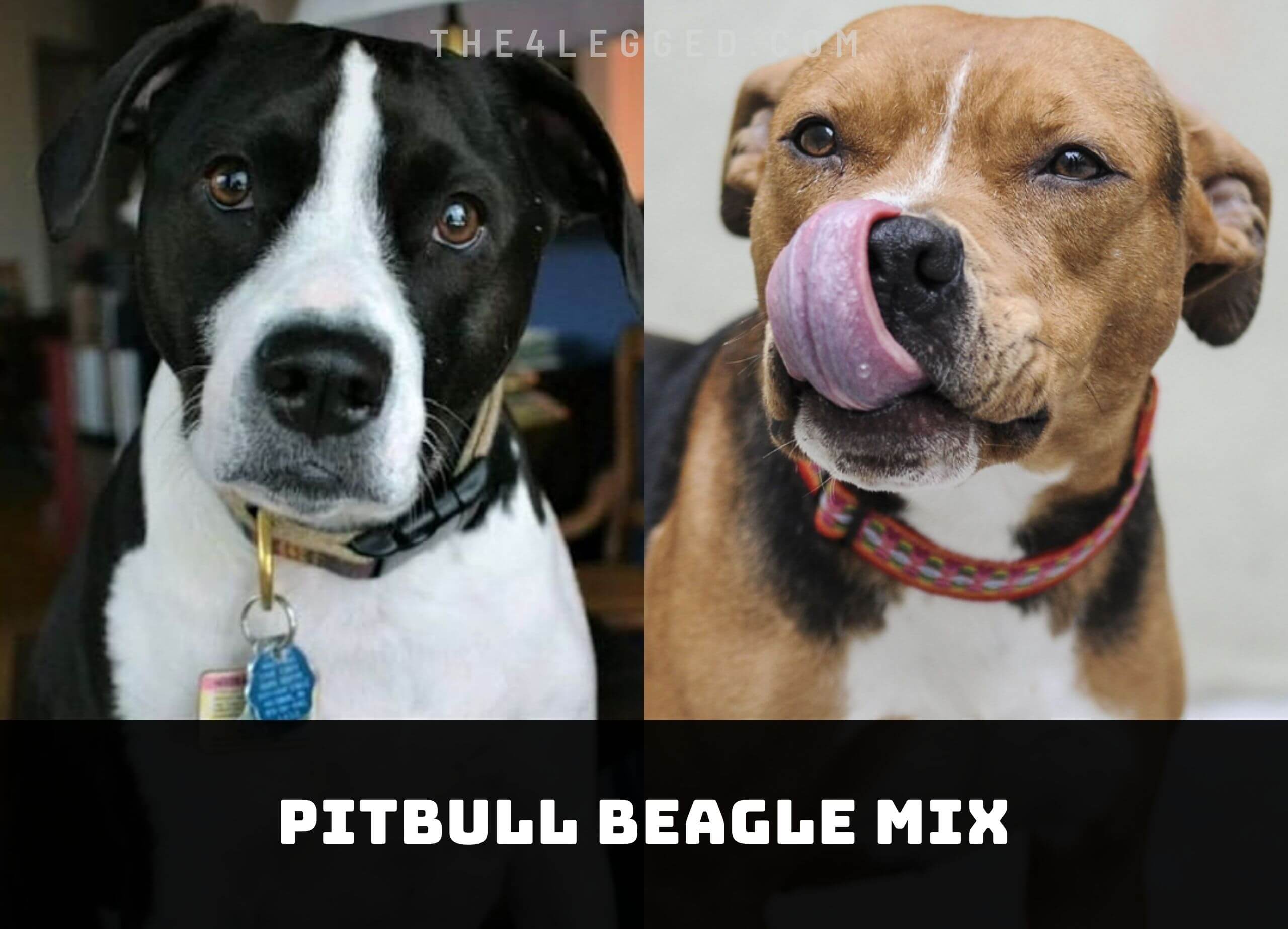 Pitbull-Beagle-Mix
