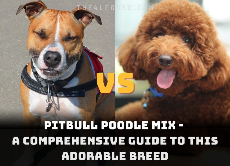Pitbull Poodle Mix – A Comprehensive Guide To This Adorable Breed