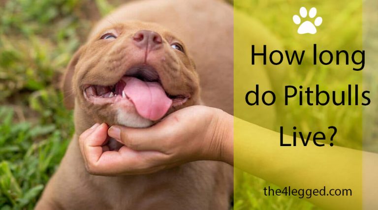 How Long Do Pitbulls Live? Tips to Maximize Your Pitbull’s Lifespan
