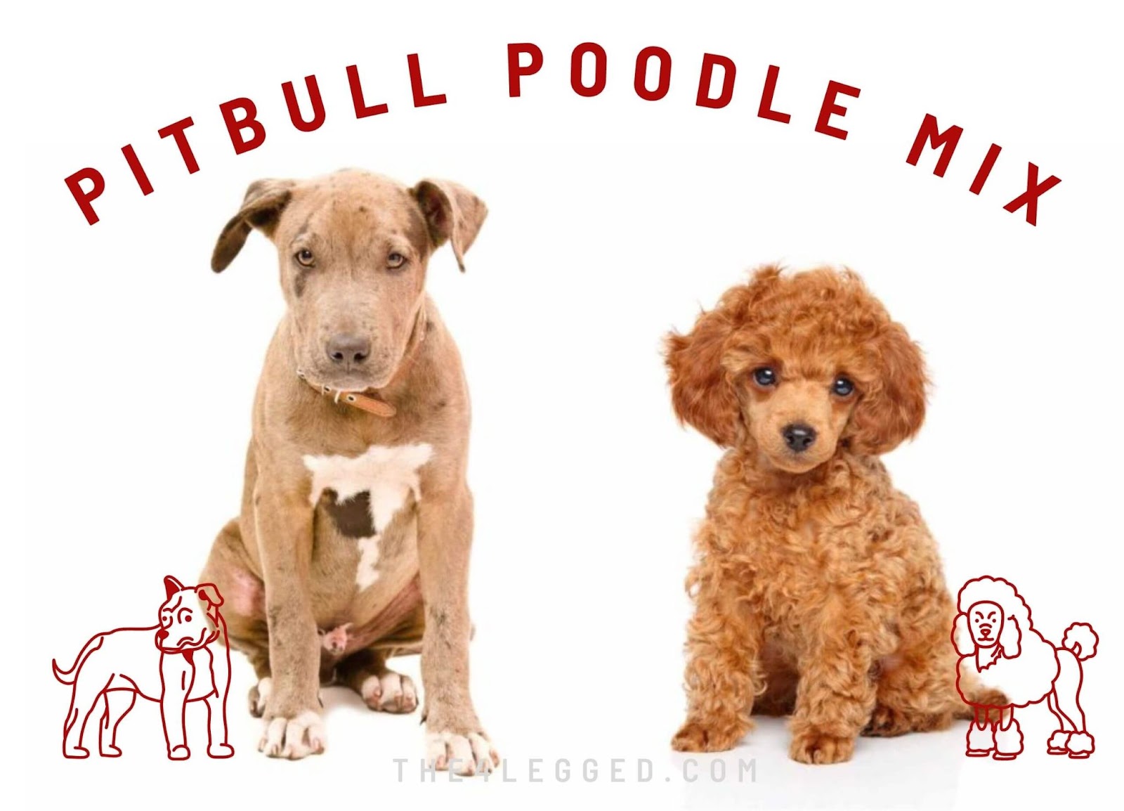 Pitbull-Poodle-Mix-10