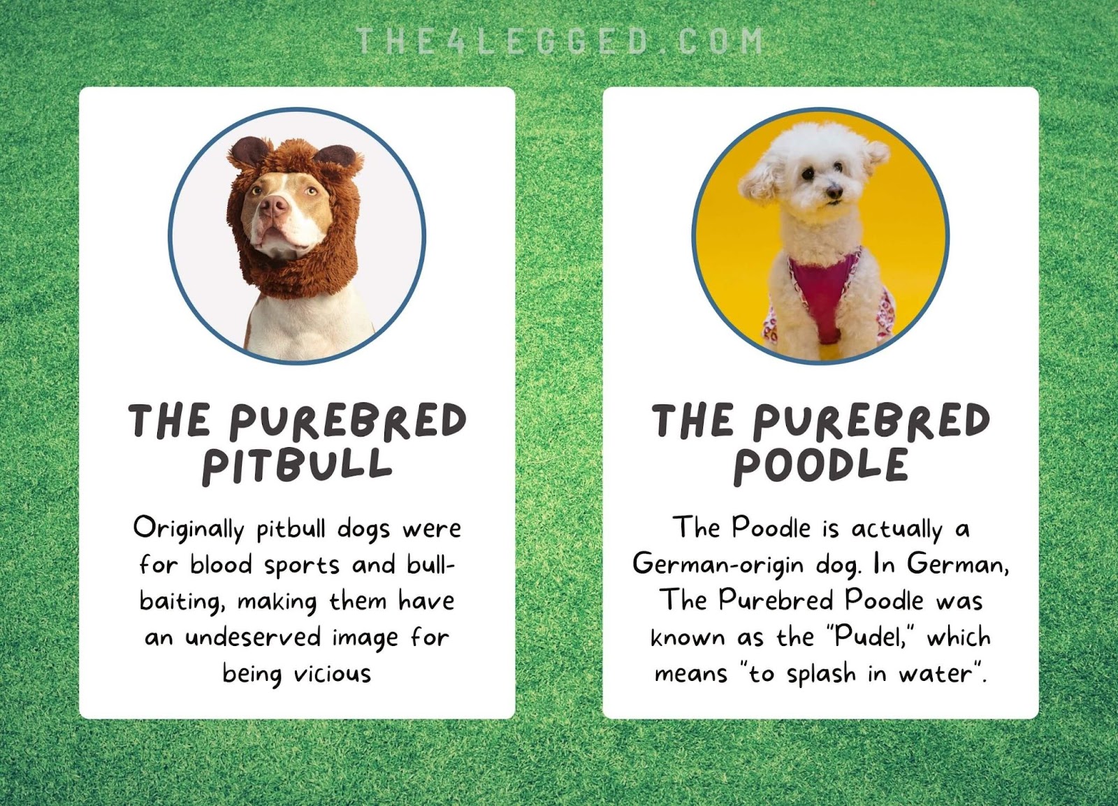 The purebred pitbull and poodle