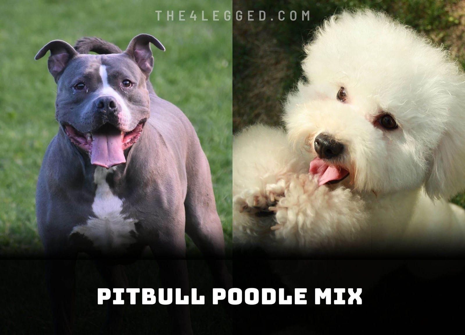 The Poodle And Pitbull Mix