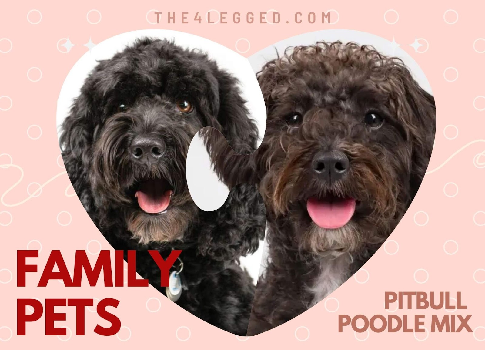 Pitbull-Poodle-Mix-9