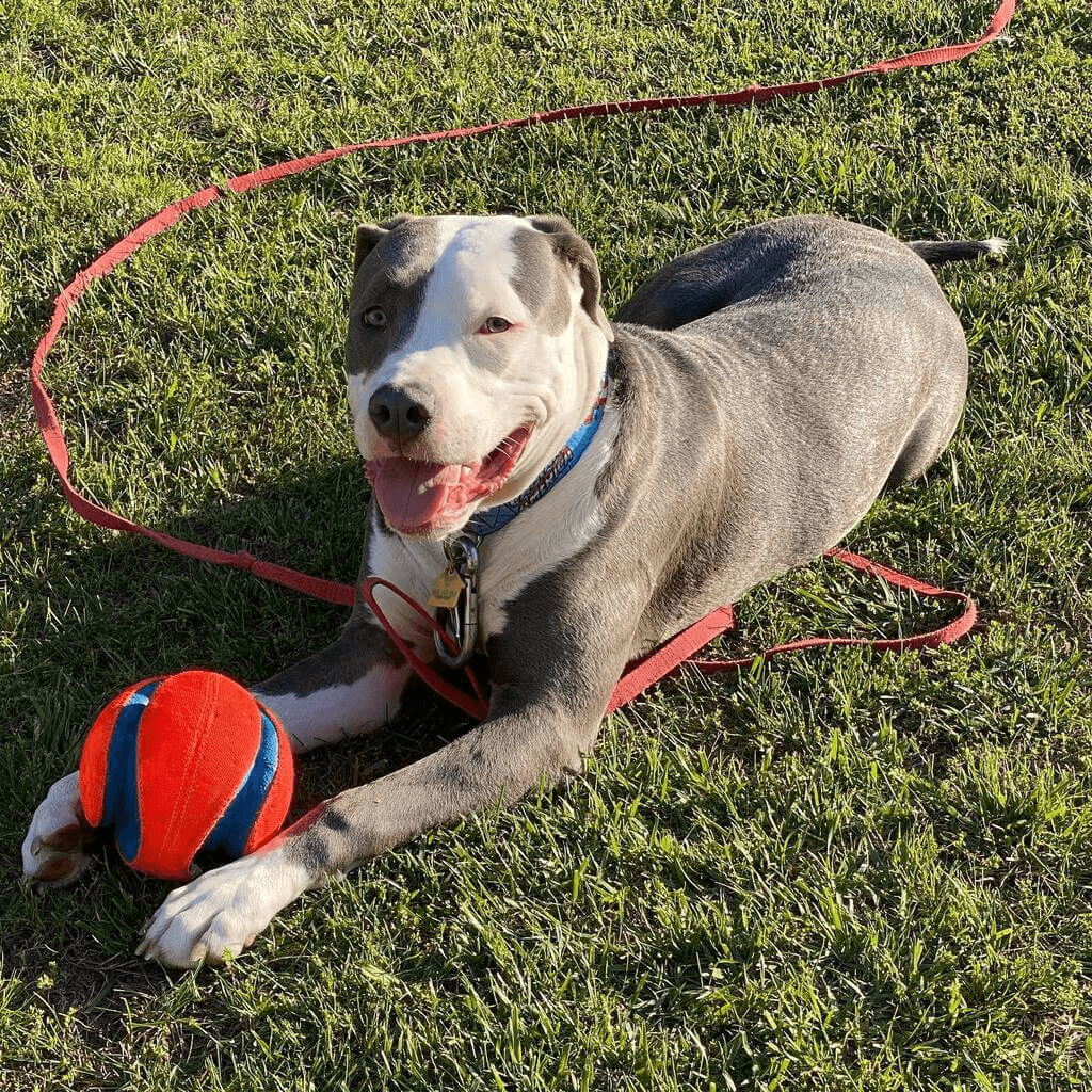 Pitbull and Great Dane Mixes-12