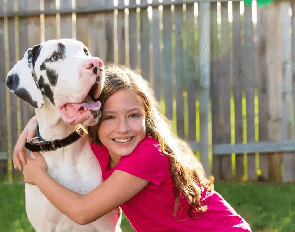 Pitbull Mix Great Dane-8