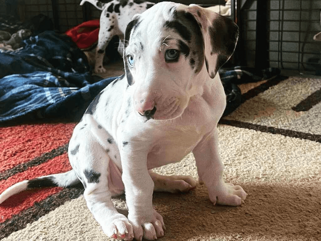 Pitbull Mixed Great Dane Puppies-10