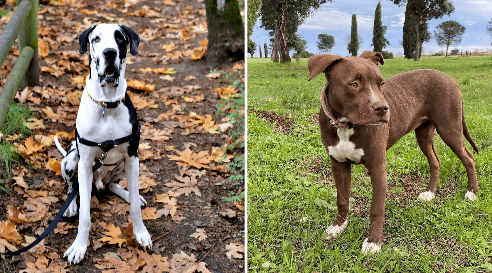 Pitbull and Great Dane Mixes-11