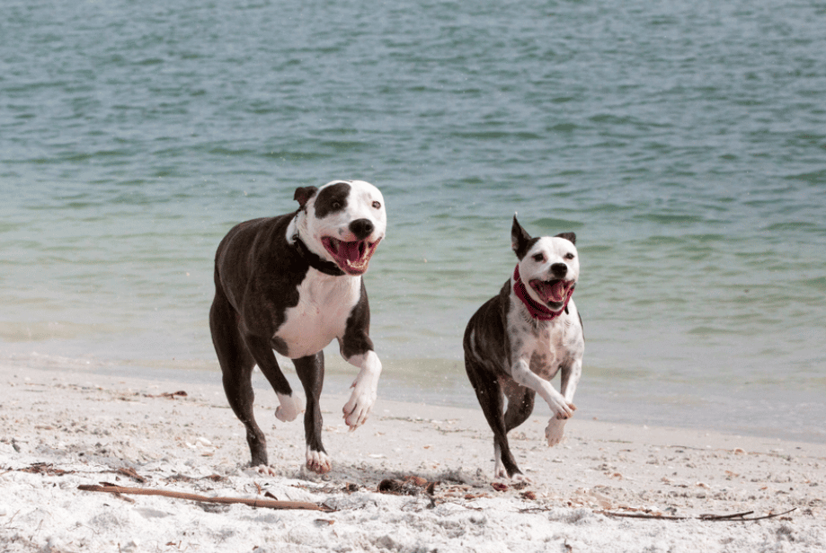 Pitbull Mixed Great Dane-10