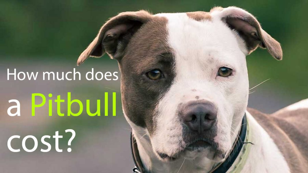 how much does it cost to insure a pitbull