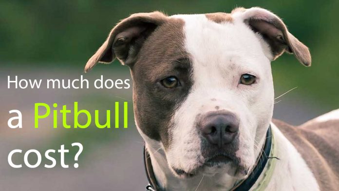 How Much Does a Pitbull Cost? Pitbull Prices in 2023 and More ...