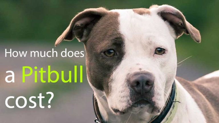 How Much Does a Pitbull Cost? Pitbull Prices in 2023 and More