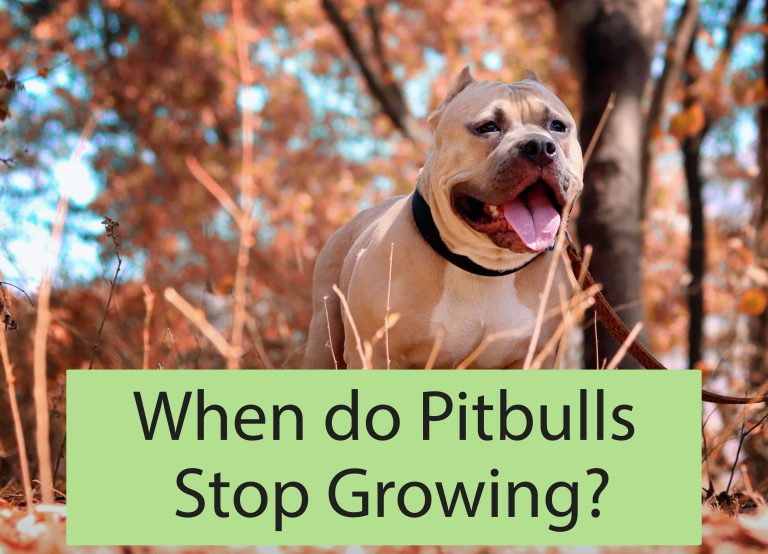 When Do Pitbulls Stop Growing? Everything You Need to Know About Their Growth