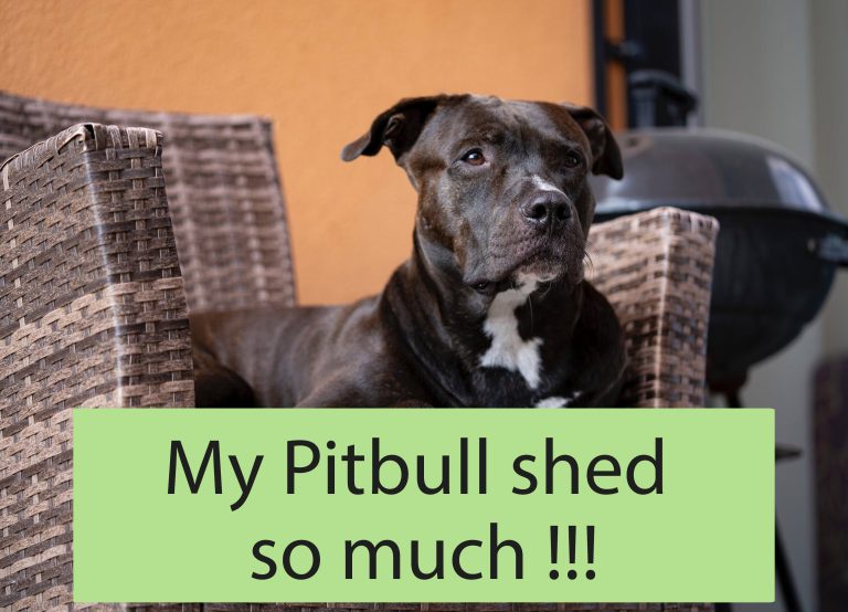 Why Is My Pitbull Shedding So Much? Causes and Solutions