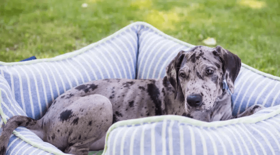 Great Dane Pit Mixes-13