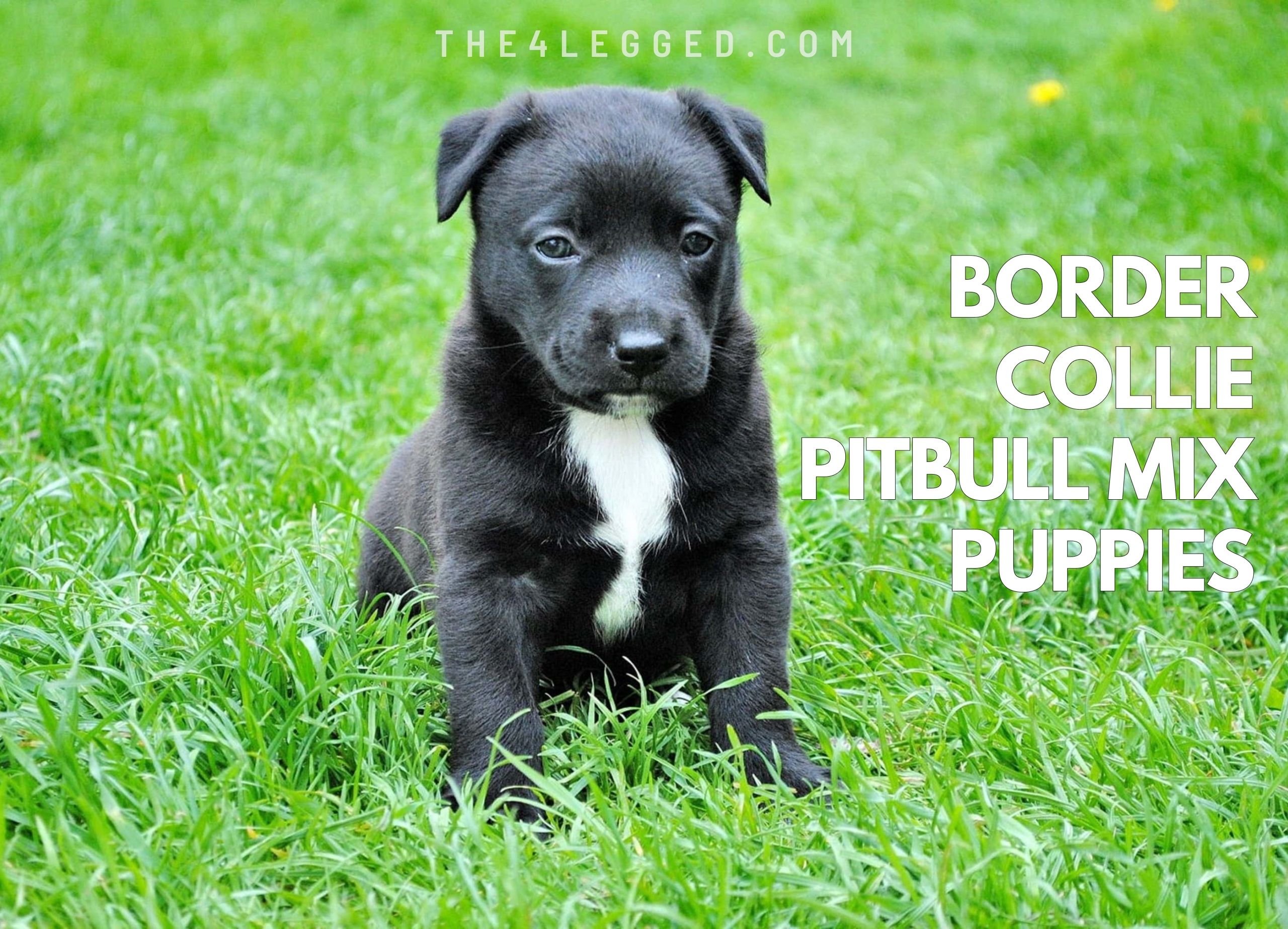Border-Collie-Mix-With-Pitbull-14