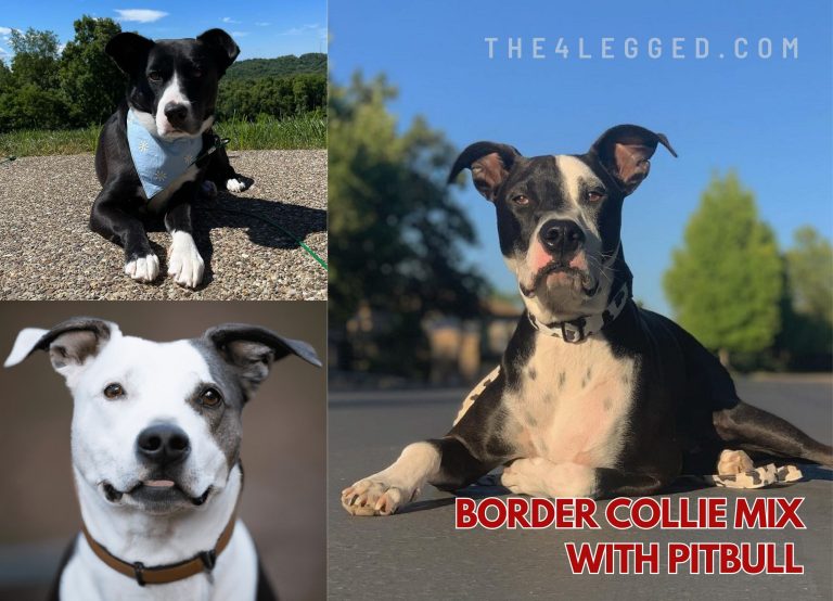 Border Collie Mix With Pitbull: Are They Dangerous Or Misunderstanding?