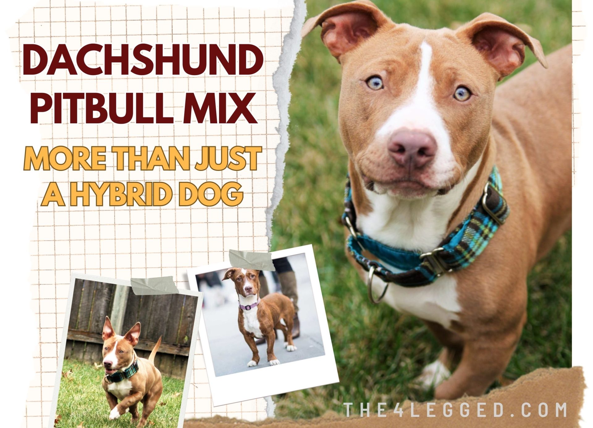 Dachshund Pitbull Mix – Unique Designer Dog