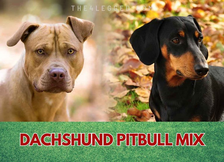 Dachshund Pitbull Mix – More Than Just A Hybrid Dog
