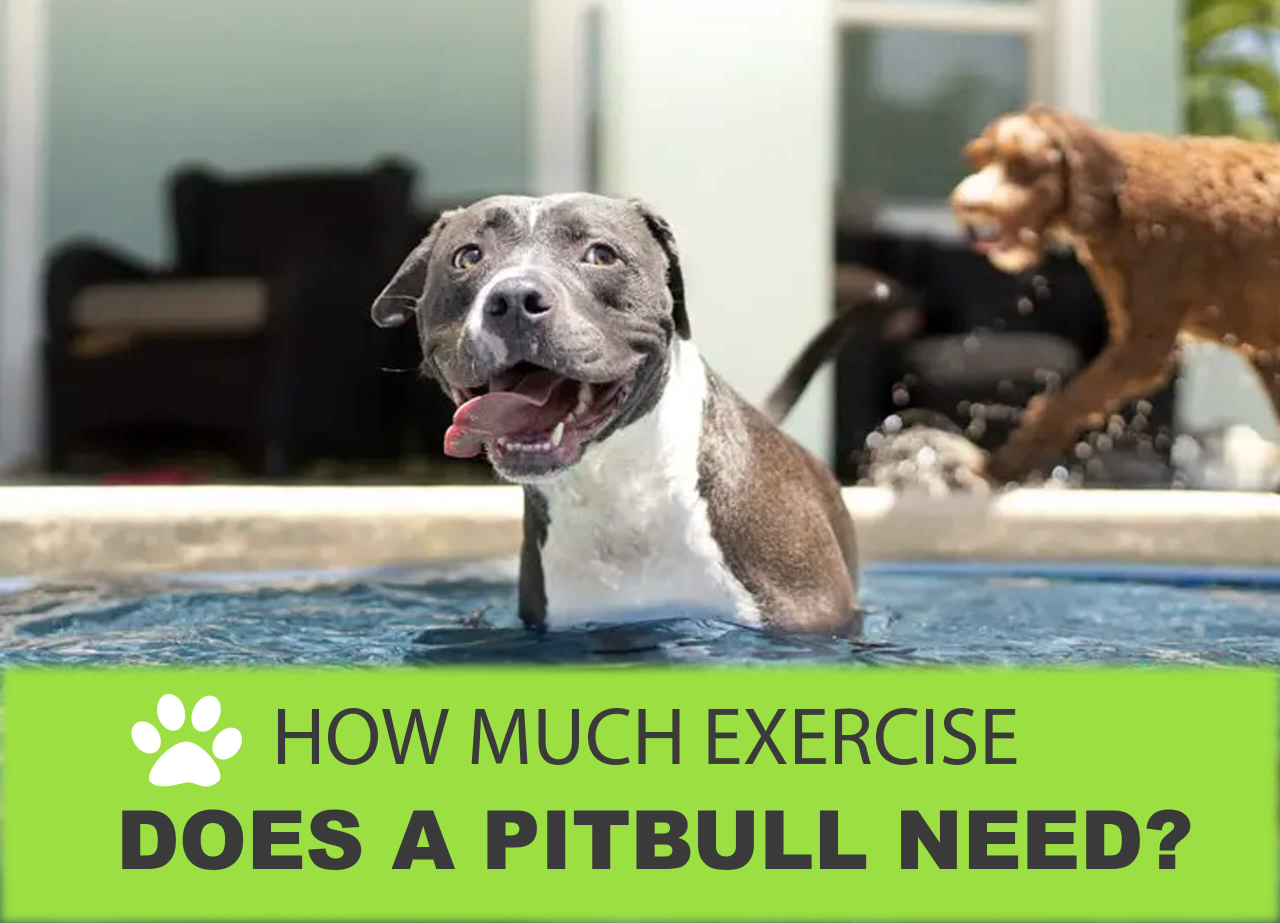 How Much Exercise Does A Pitbull Needs the4legged.com