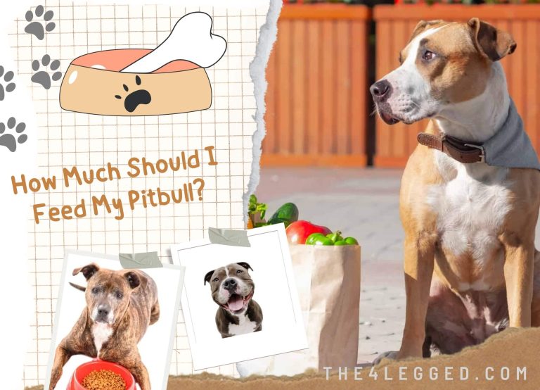 How Much Should I Feed My Pitbull? Feed Your Pit Like A Pro!