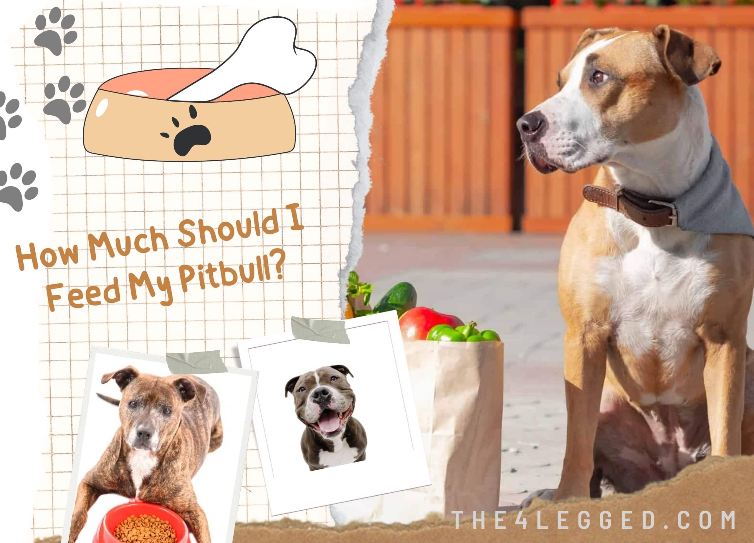 How-Much-Should-I-Feed-My-Pitbull-3