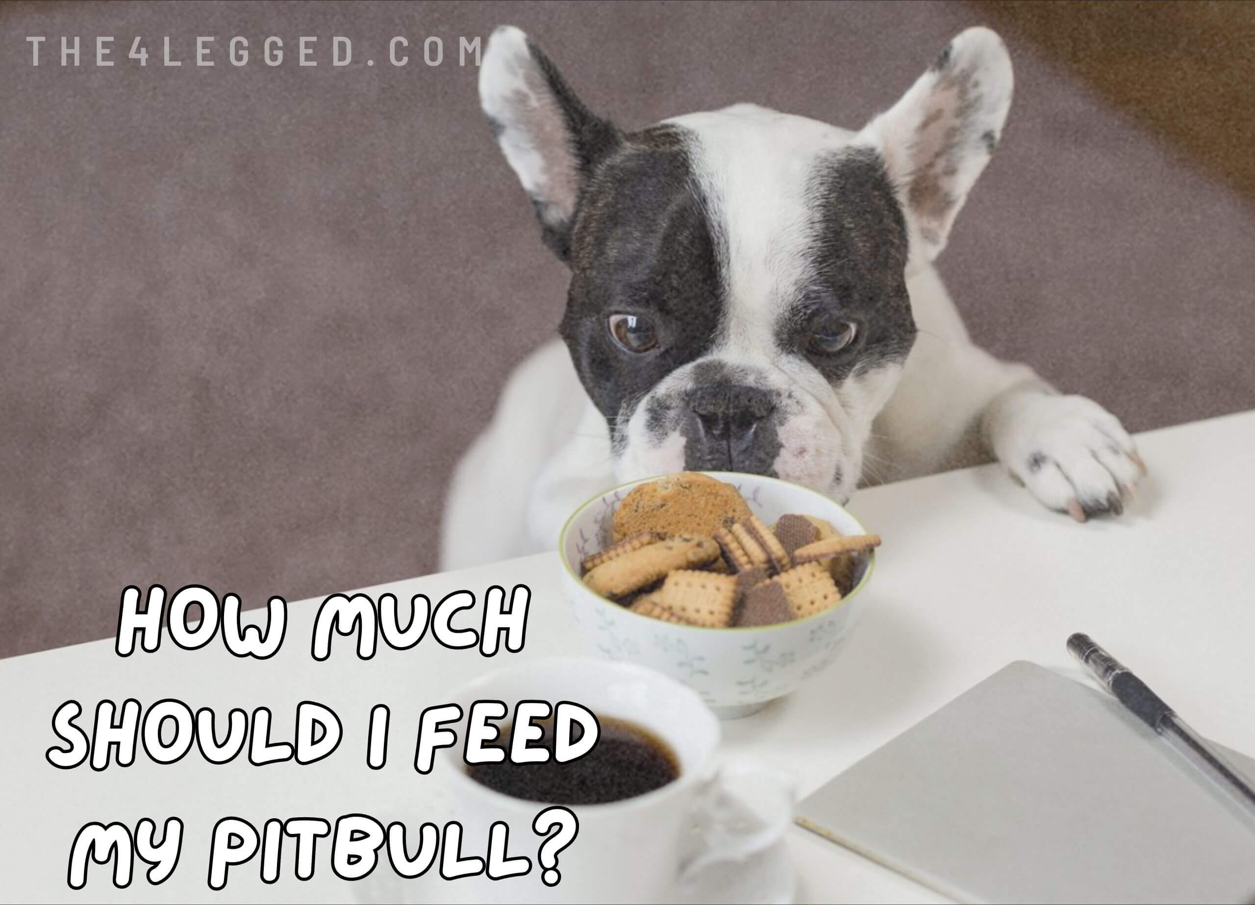 How-Much-Should-I-Feed-My-Pitbull-7