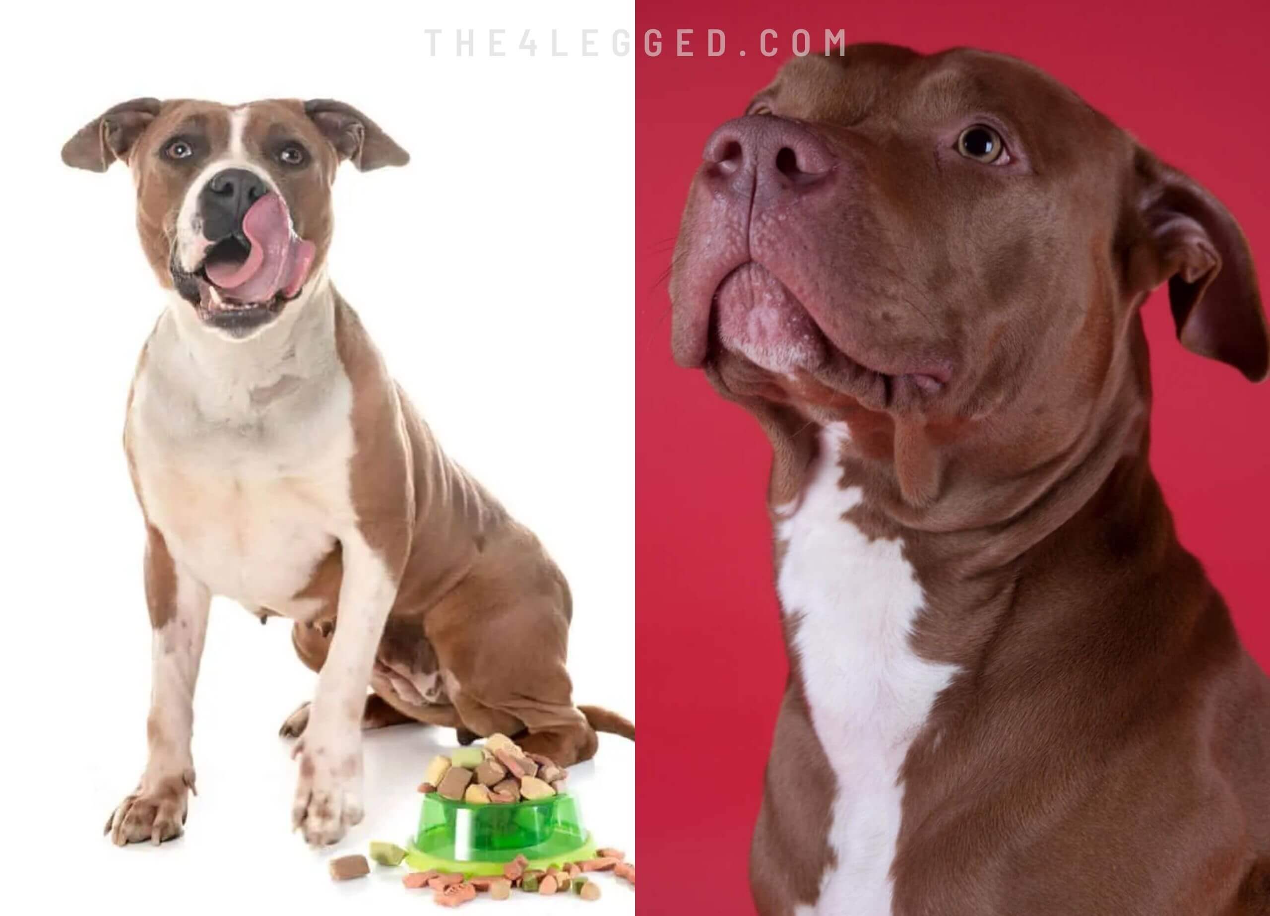 How-Much-Should-I-Feed-My-Pitbull-9