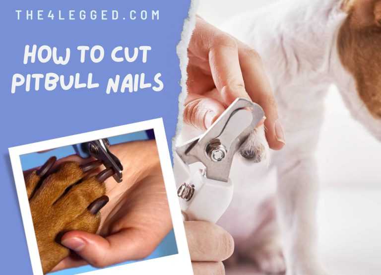 How To Cut Pitbull Nails: Best Tips From A Professional Groomer