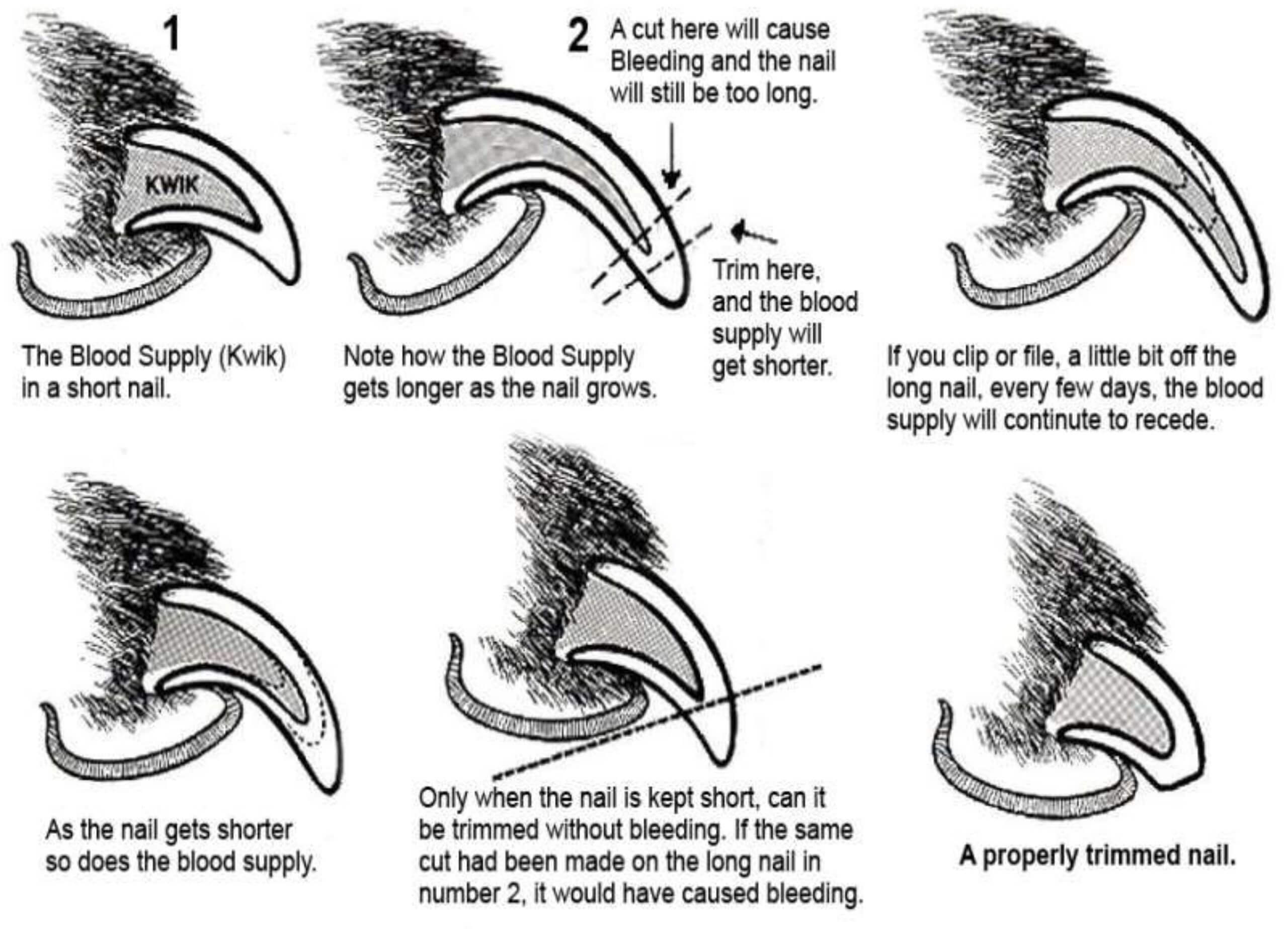 How-To-Cut-Pitbull-Nails-5