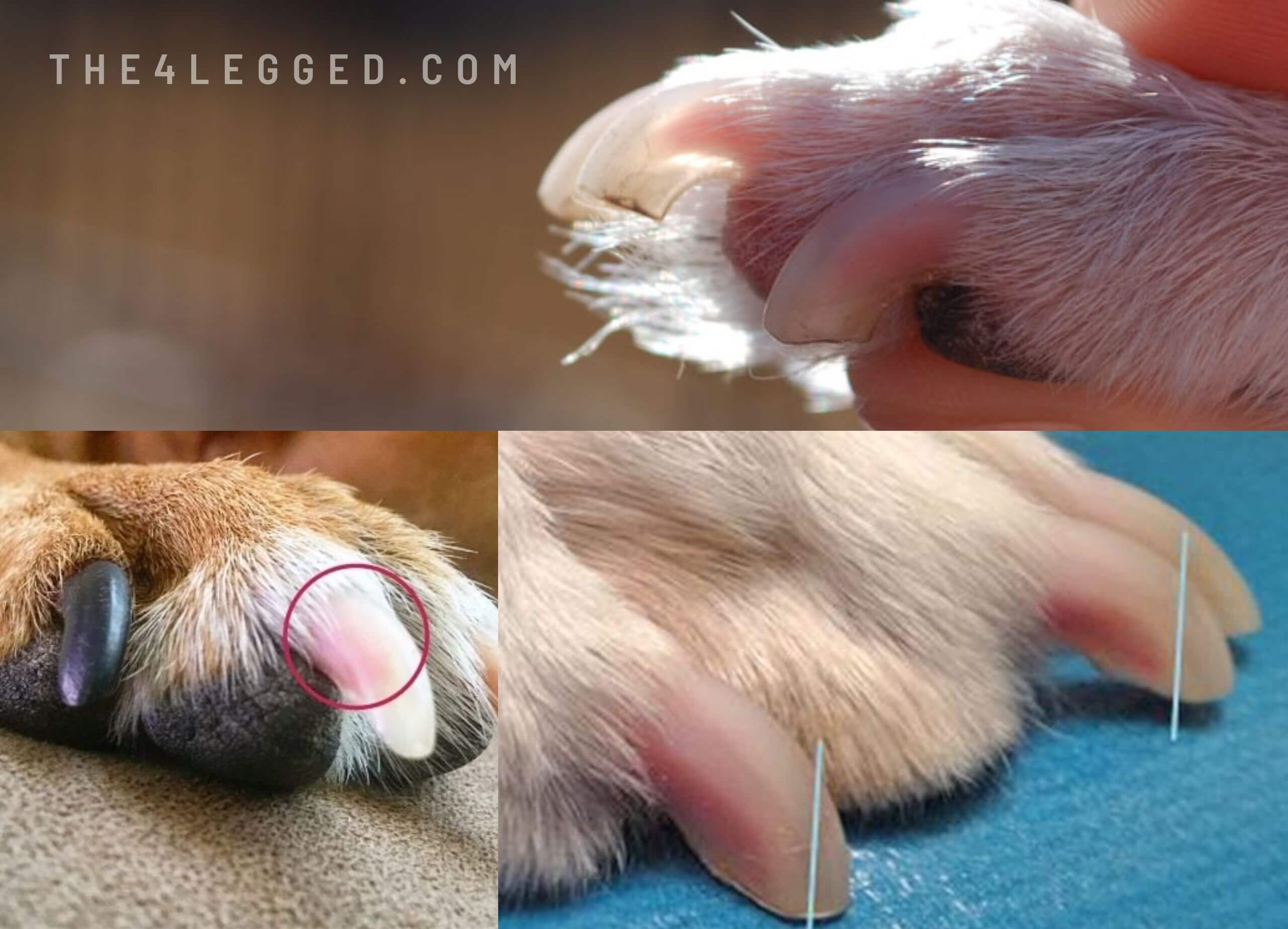 How-To-Cut-Pitbull-Nails-6