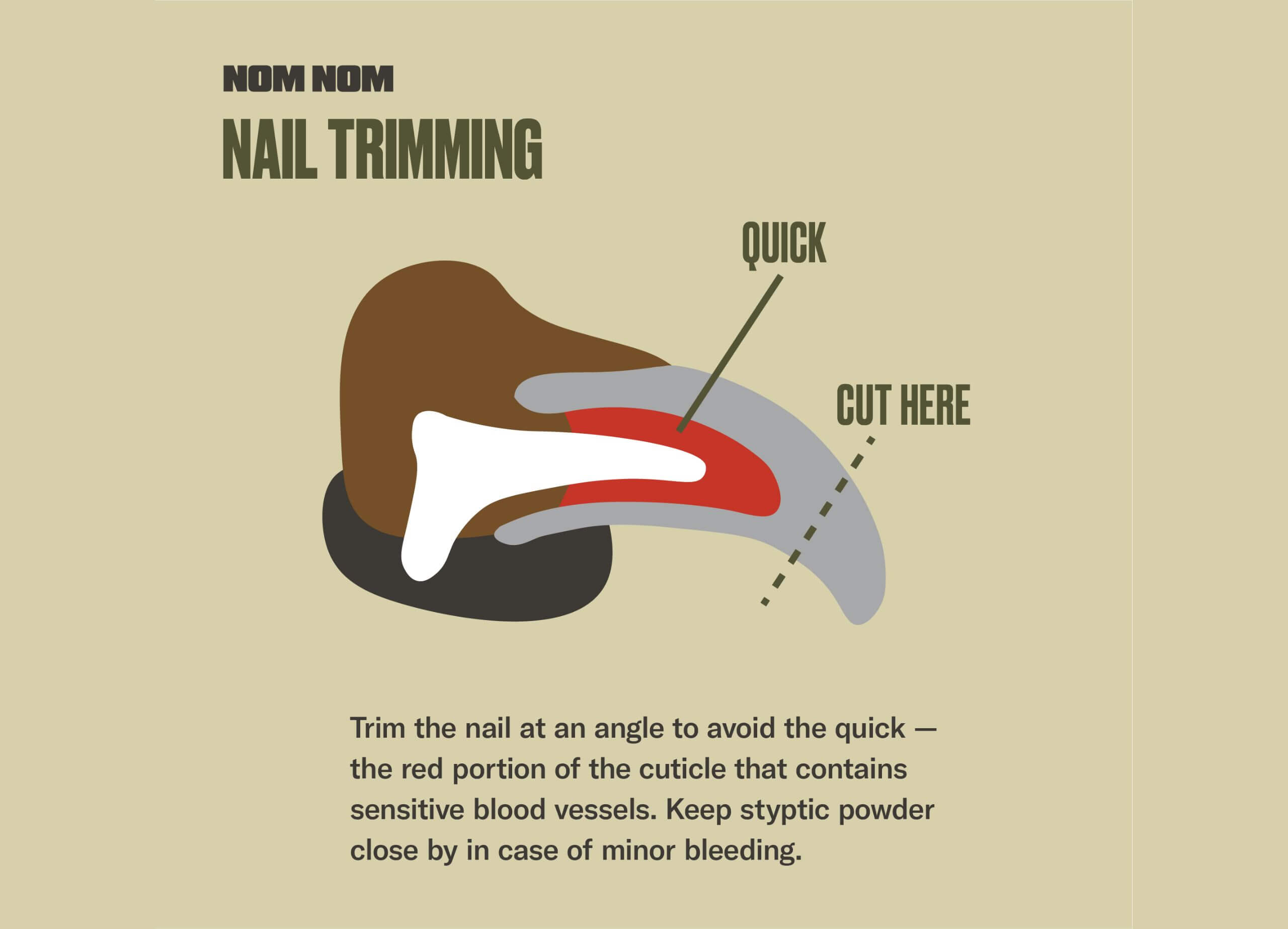 How-To-Cut-Pitbull-Nails-7