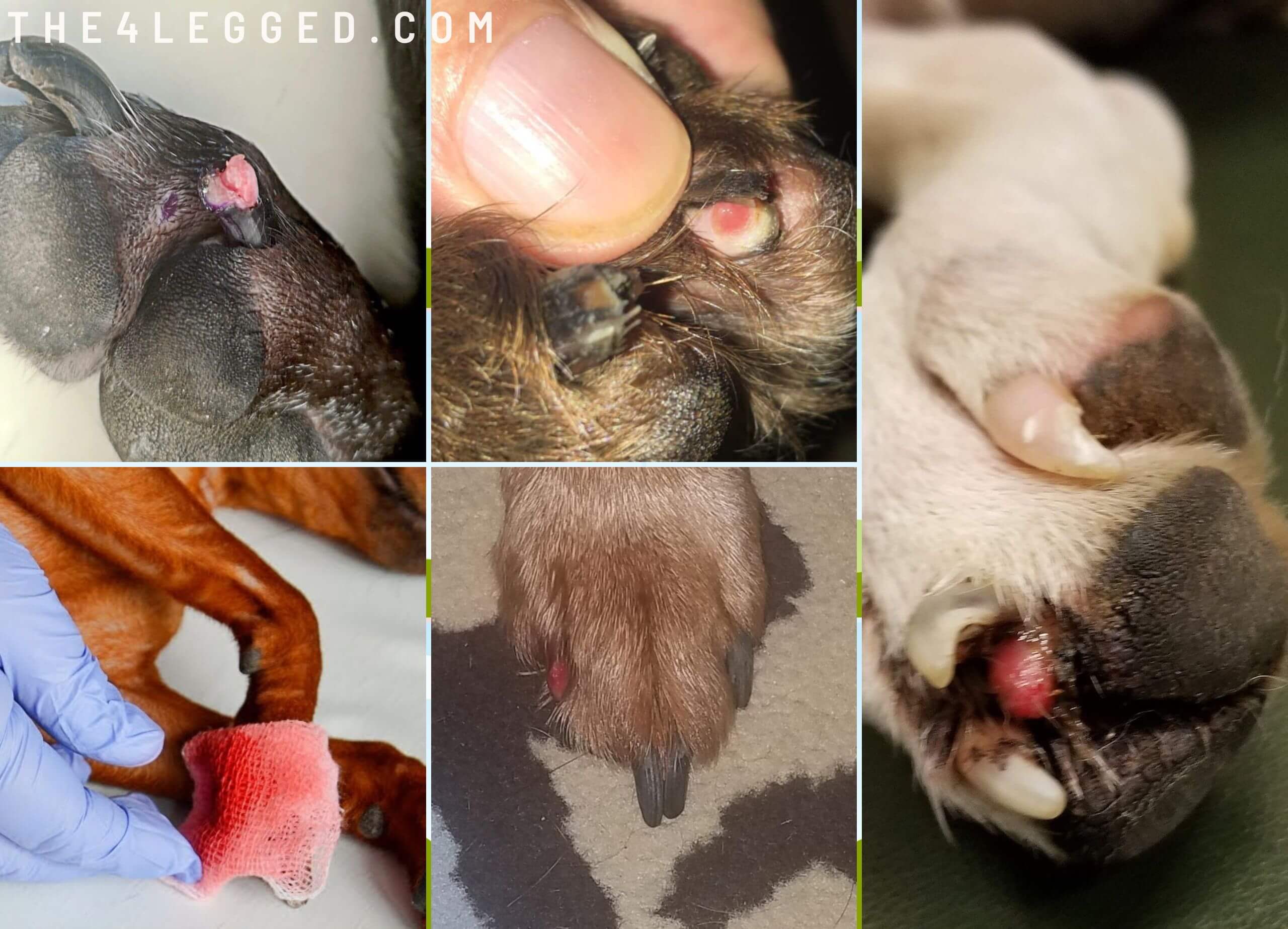 How-To-Cut-Pitbull-Nails-9