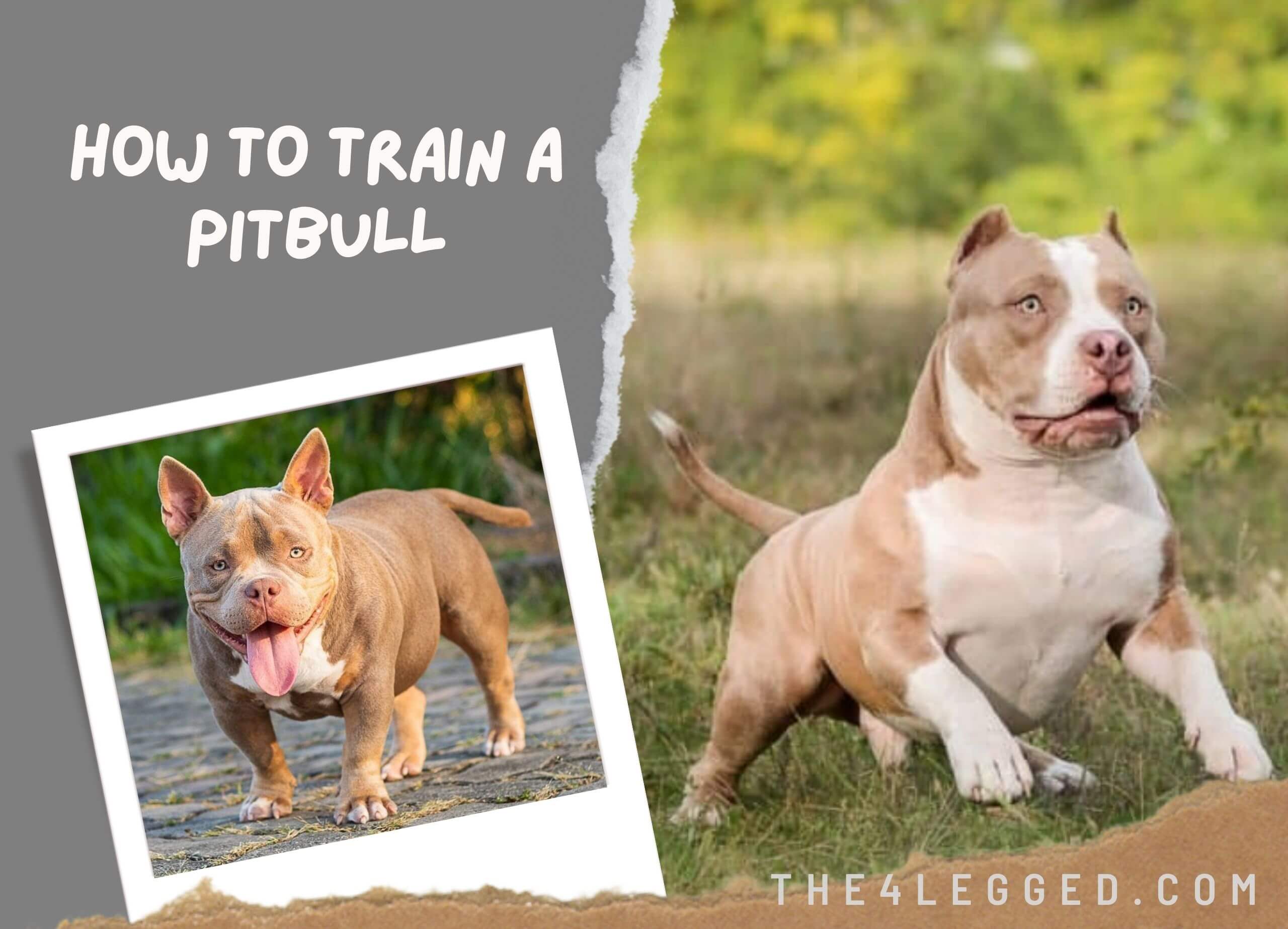 How-To-Train-A-Pitbull-4