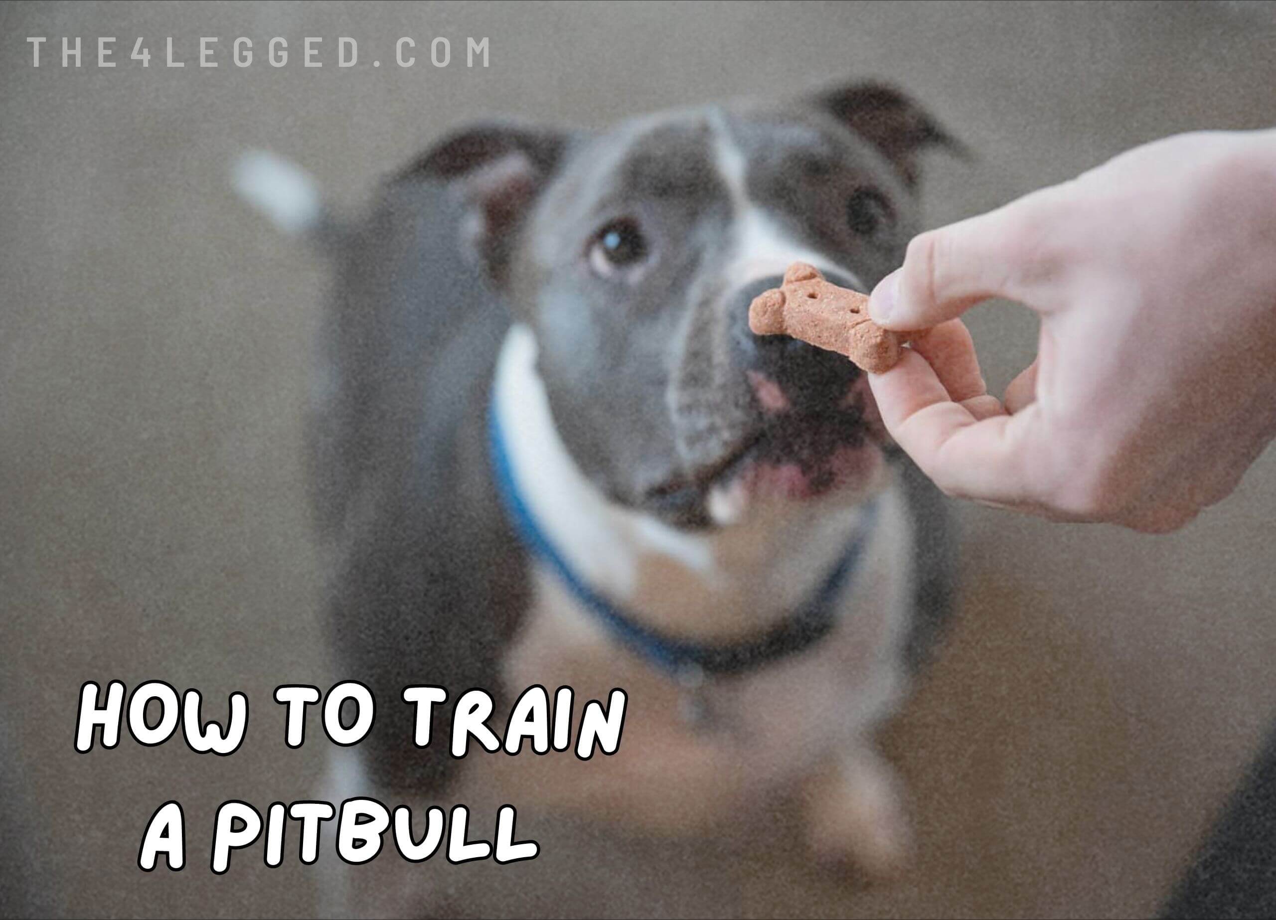 How-To-Train-A-Pitbull-5