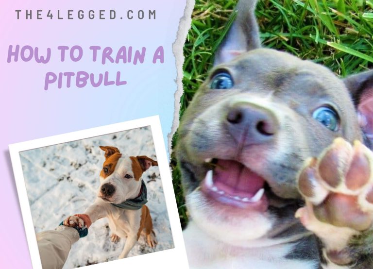 How To Train A Pitbull To Be A Friend – Training Secrets Revealed