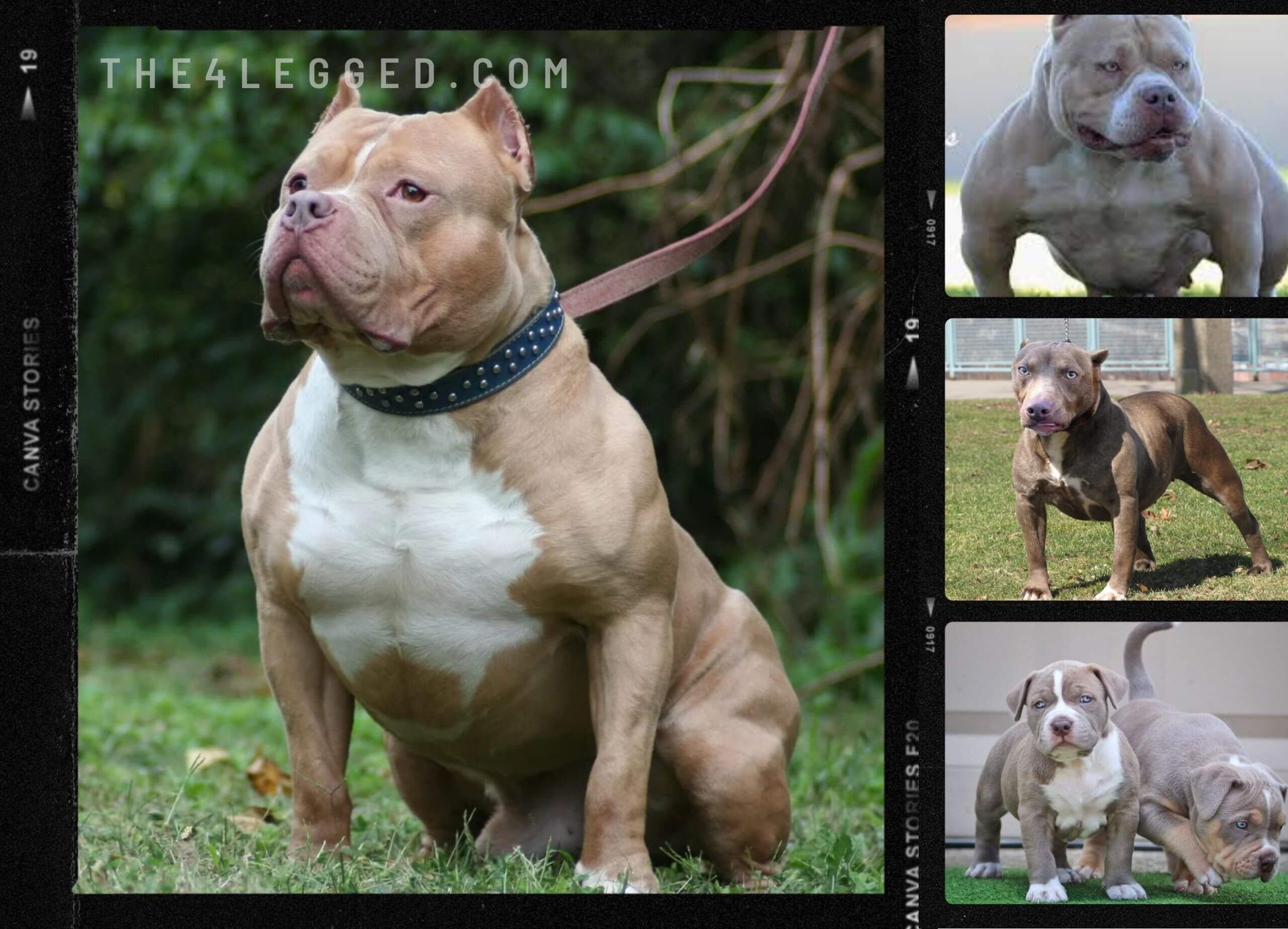 What-To-Feed-My-Pitbull-To-Gain-Muscle-3