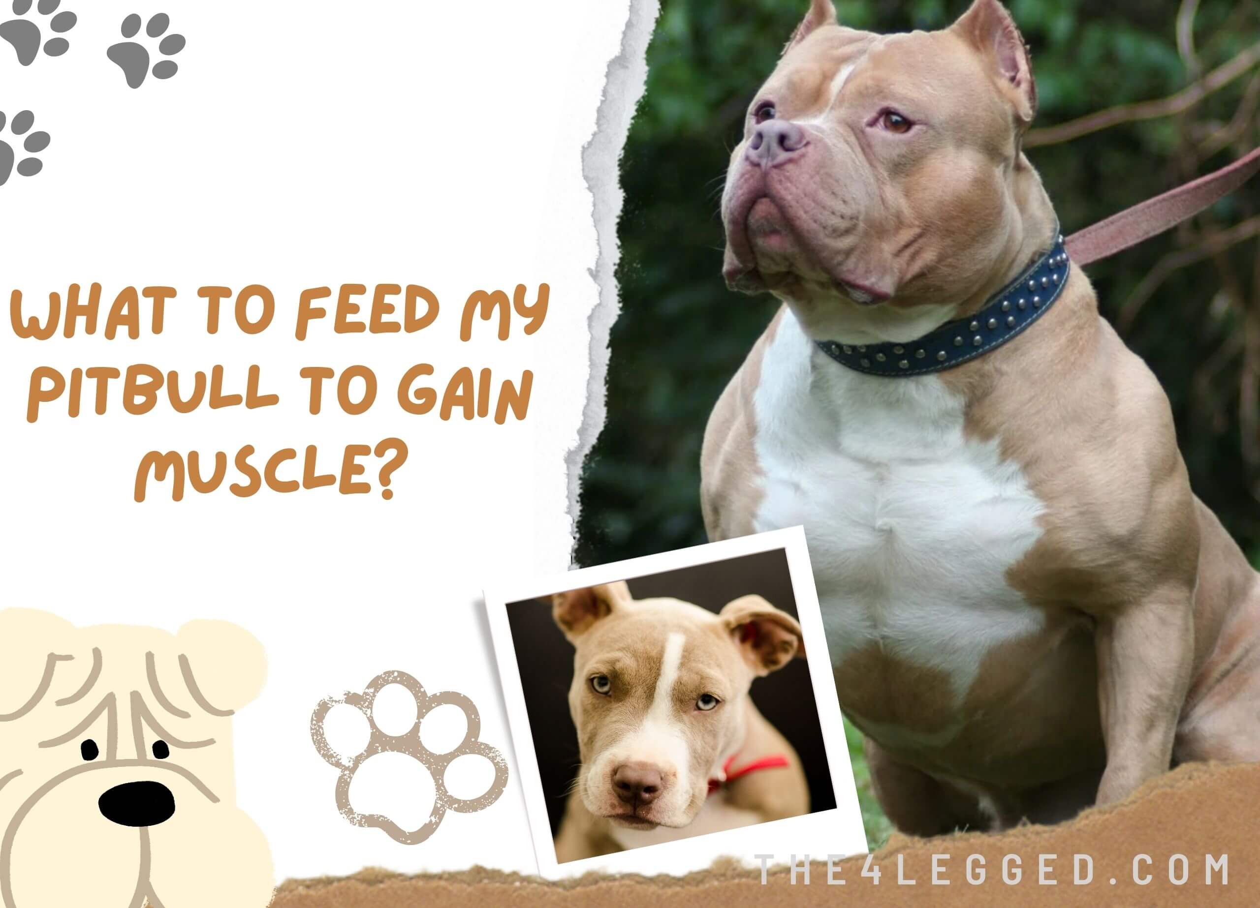 What-To-Feed-My-Pitbull-To-Gain-Muscle