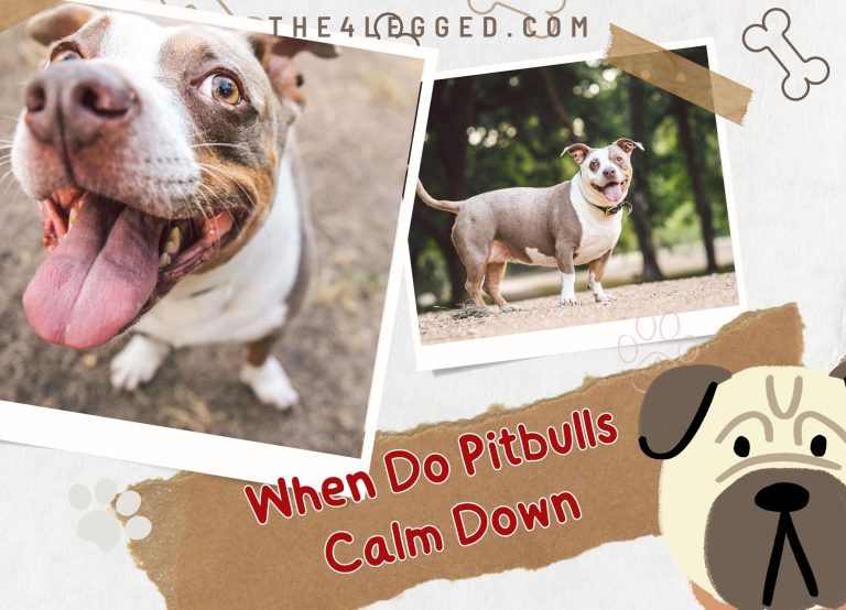 When Do Pitbulls Calm Down? Simple Ways To Chill Out Your Pittie