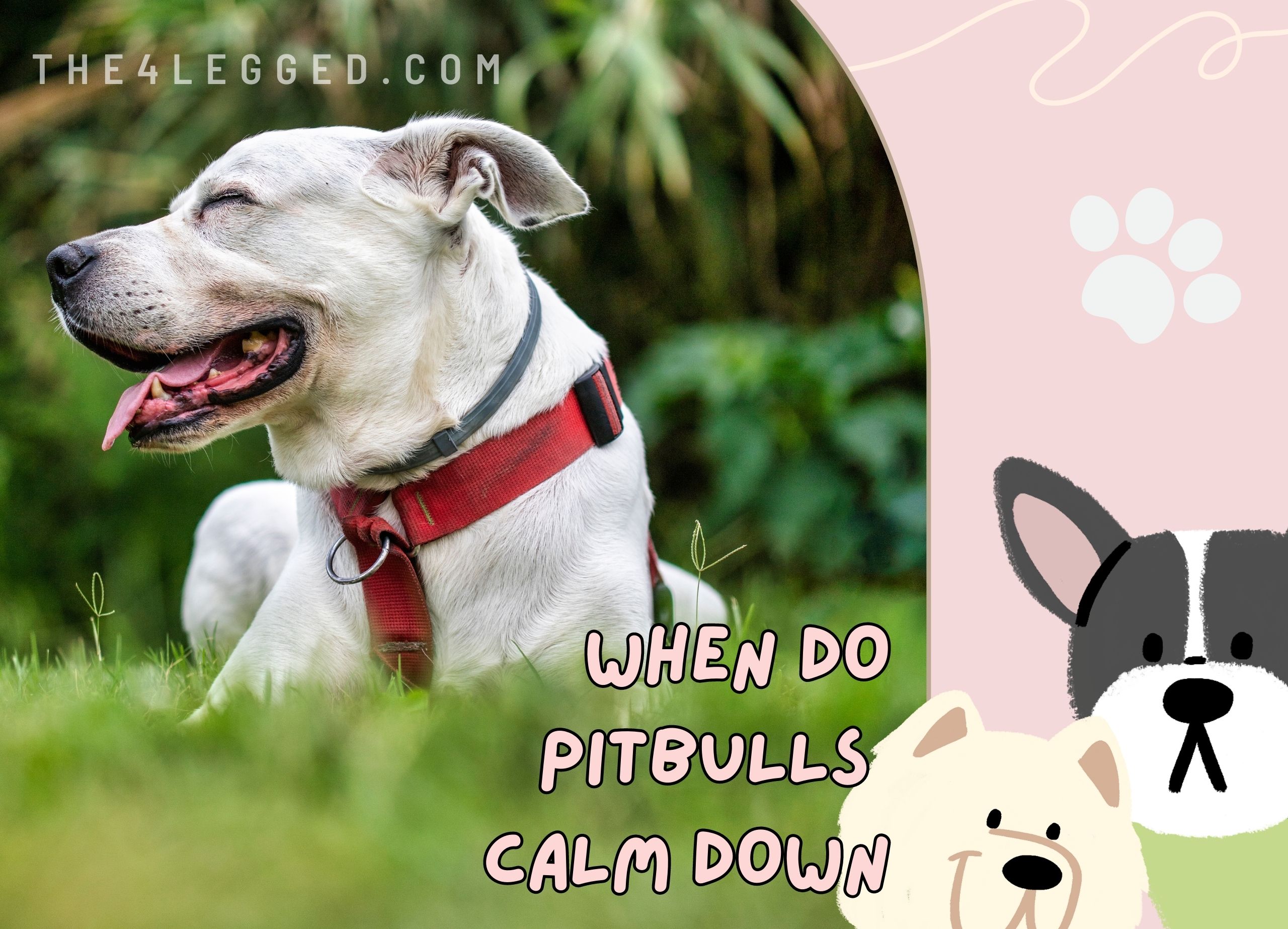When-Do-Pitbulls-Calm-Down-the4legged