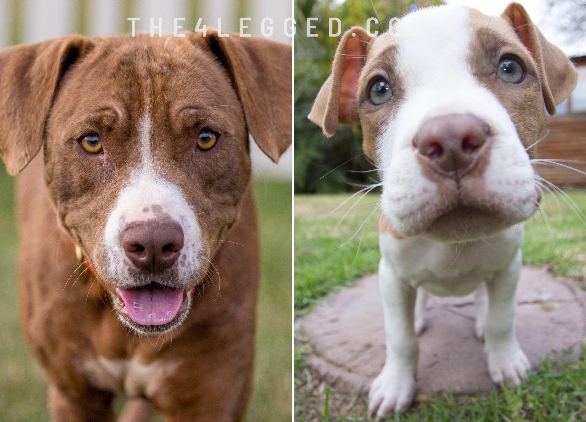 Training your pit bull to be calm is not really challenging. It is not