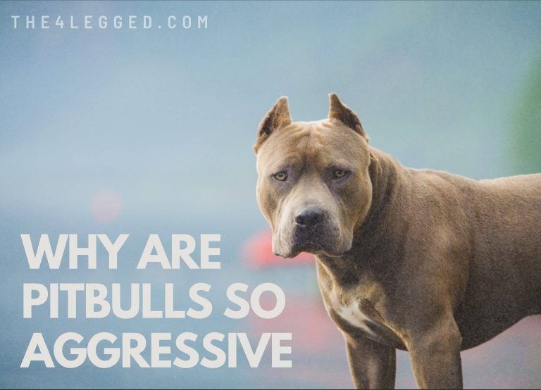 Why Are Pitbulls So Aggressive? The Truth Behind Their Notoriety