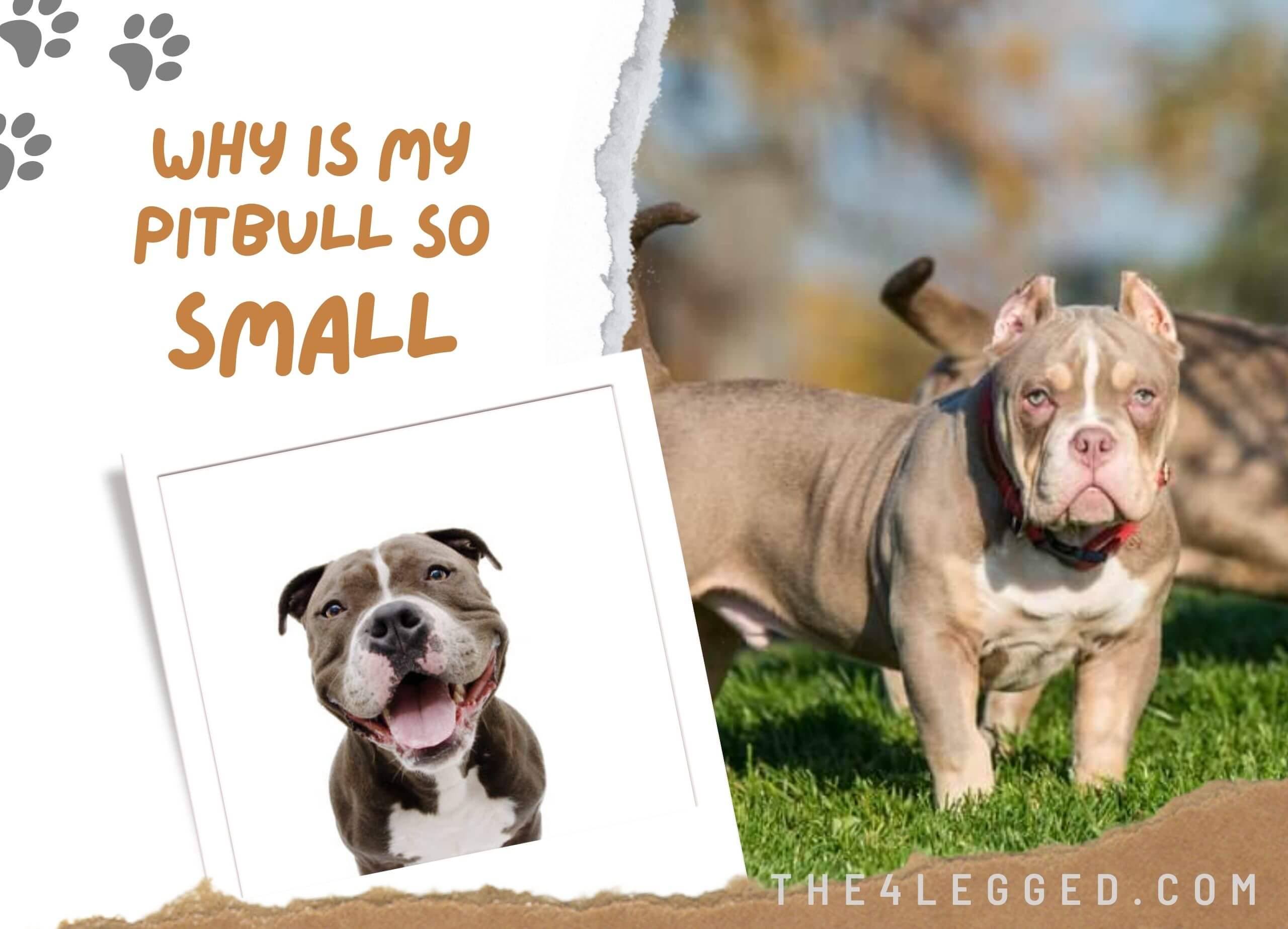 Why-Is-My-Pitbull-So-Small-3