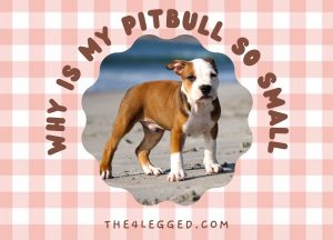 Why Is My Pitbull So Small? The Truth Behind Pitbull Size