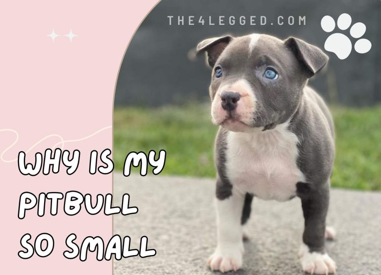 Why Is My Pitbull So Small? The Truth Behind Pitbull Size