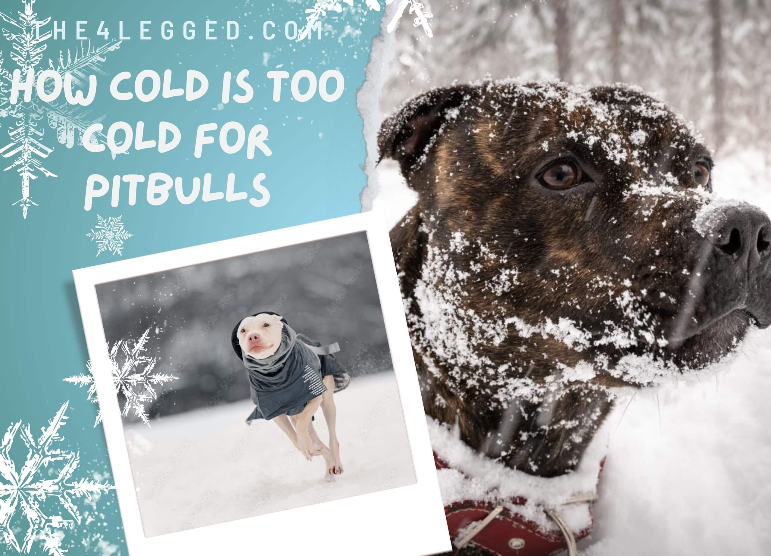 how-cold-is-too-cold-for-pitbulls-1