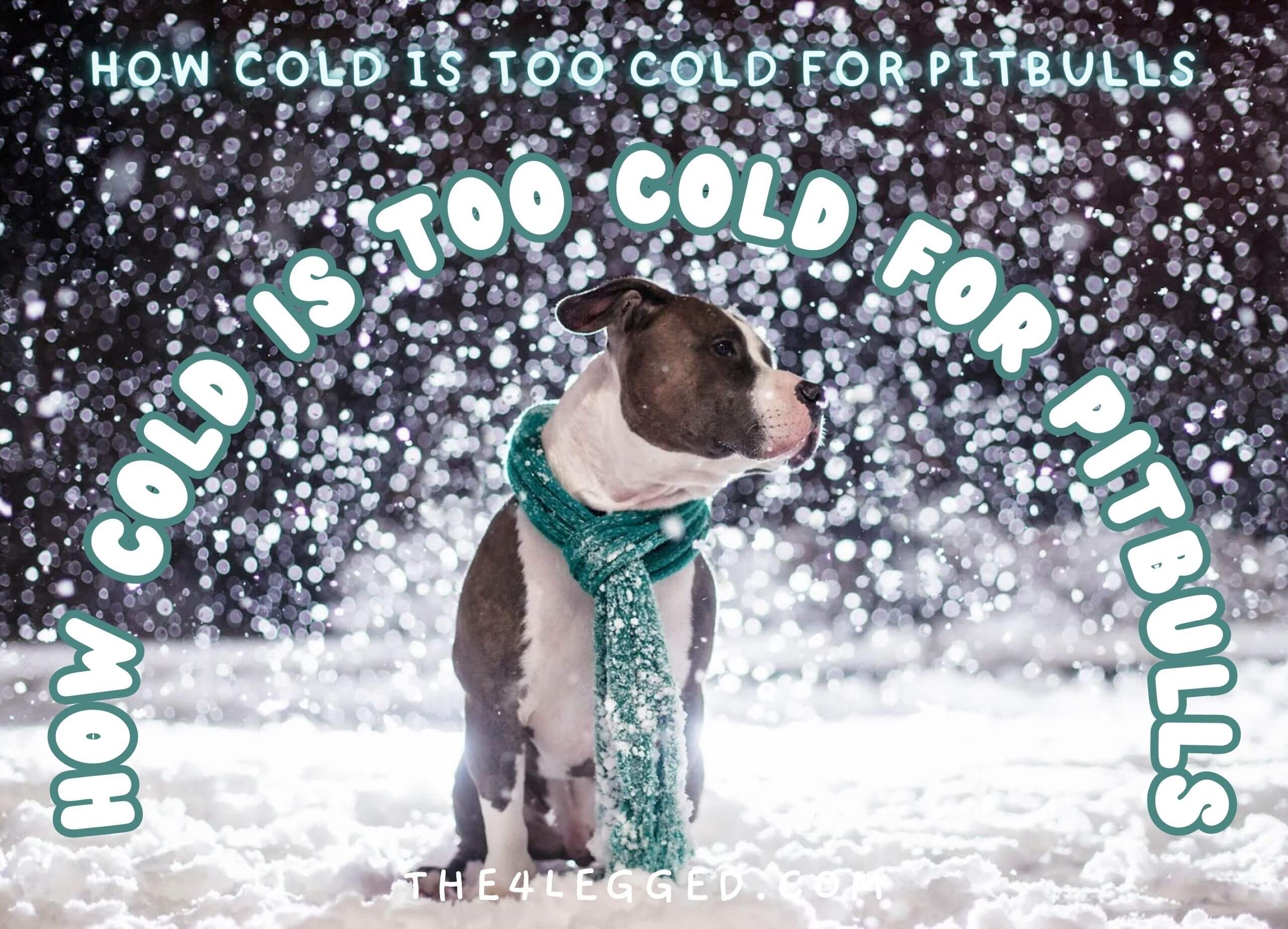 how-cold-is-too-cold-for-pitbulls-2