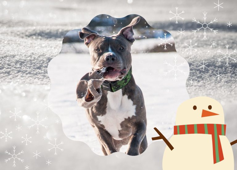 How Cold Is Too Cold For Pitbulls? Find Out to Keep Your Pitbull Safe