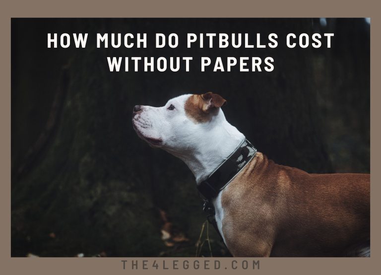 How Much Do Pitbulls Cost Without Papers? Shocking Pitbull Price